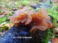 Phaeotremella foliacea-amf1833